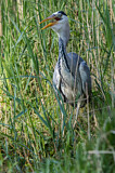 Image. Graureiher
