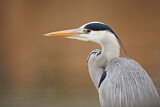 Image. Graureiher