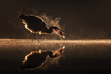 Image. Graureiher