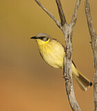 Image. Grauscheitel-Honigfresser