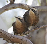 Image. Grauscheitelsäbler