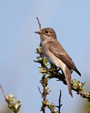 Image. Grauschnäpper