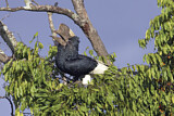 Image. Grauwangen-Hornvogel