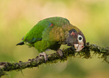 Image. Grauwangenpapagei