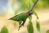 Image. Grauwangenpapagei