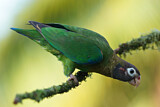 Image. Grauwangenpapagei