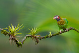 Image. Grauwangenpapagei