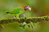 Image. Grauwangenpapagei