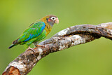 Image. Grauwangenpapagei