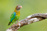 Image. Grauwangenpapagei