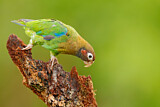 Image. Grauwangenpapagei