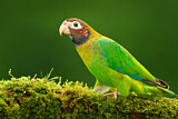 Image. Grauwangenpapagei