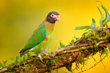Image. Grauwangenpapagei