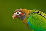 Image. Grauwangenpapagei