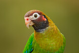 Image. Grauwangenpapagei