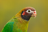 Image. Grauwangenpapagei