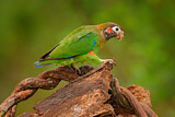 Image. Grauwangenpapagei