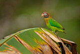 Image. Grauwangenpapagei