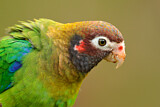 Image. Grauwangenpapagei