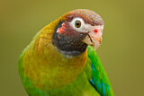 Image. Grauwangenpapagei