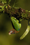 Image. Grauwangenpapagei