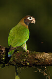 Image. Grauwangenpapagei
