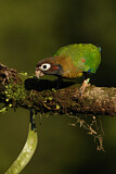 Image. Grauwangenpapagei