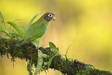 Image. Grauwangenpapagei