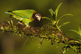 Image. Grauwangenpapagei