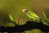Image. Grauwangenpapagei