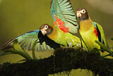Image. Grauwangenpapagei