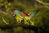 Image. Grauwangenpapagei