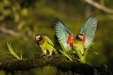 Image. Grauwangenpapagei