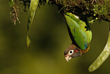 Image. Grauwangenpapagei