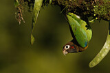 Image. Grauwangenpapagei