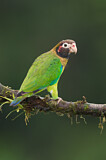 Image. Grauwangenpapagei