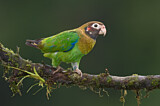 Image. Grauwangenpapagei
