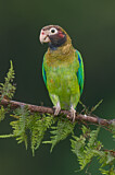 Image. Grauwangenpapagei
