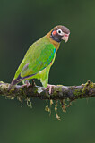 Image. Grauwangenpapagei
