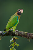 Image. Grauwangenpapagei