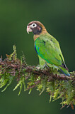Image. Grauwangenpapagei