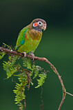 Image. Grauwangenpapagei