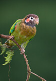 Image. Grauwangenpapagei