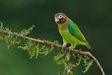 Image. Grauwangenpapagei