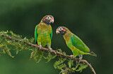 Image. Grauwangenpapagei