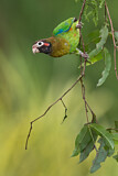 Image. Grauwangenpapagei