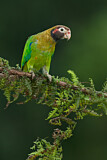 Image. Grauwangenpapagei