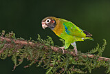 Image. Grauwangenpapagei