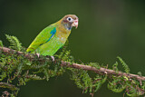 Image. Grauwangenpapagei