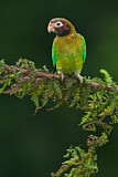 Image. Grauwangenpapagei